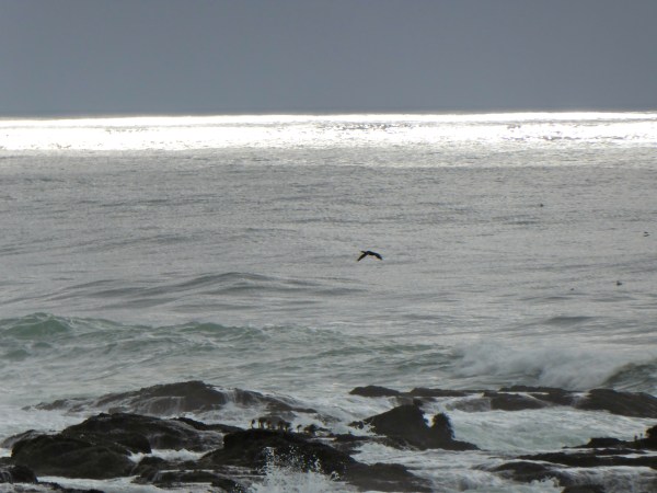 Cormorant flying over coastal waters