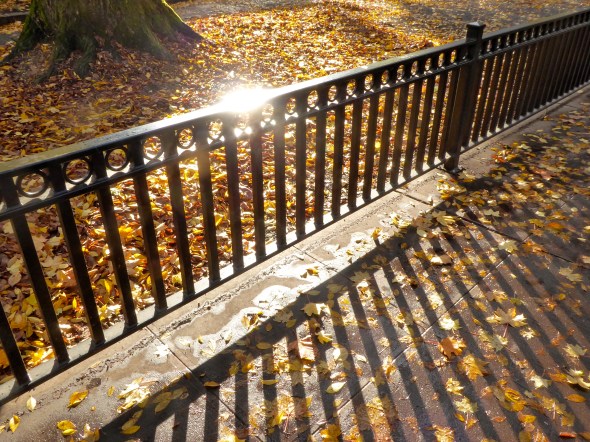 Fence, Fallen Leaves and Sunlight