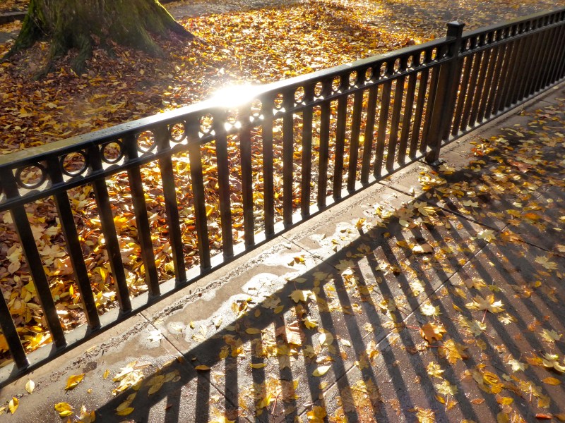 Fence, Fallen Leaves and Sunlight