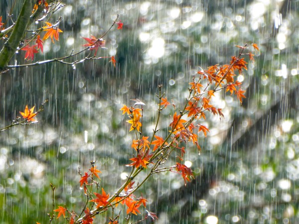 Japanese maple in falling rain