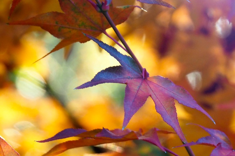 Purple-red Japanese maple leaves