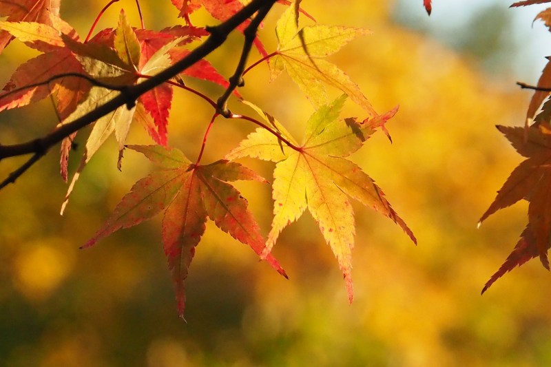 Yellow and orange Japanese maple leaves in sunlight