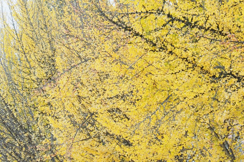 Gingko trees full of yellow leaves on misty day