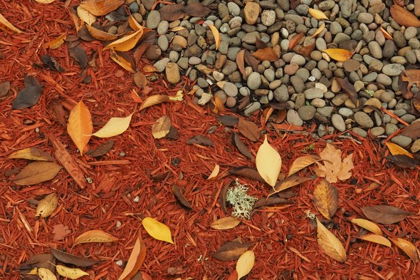 Fallen Leaves, Bark Dust, and Pebbles