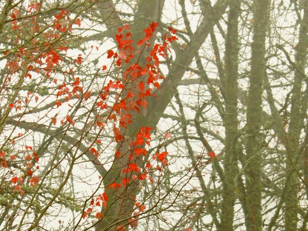 Red maple leaves and bare trees