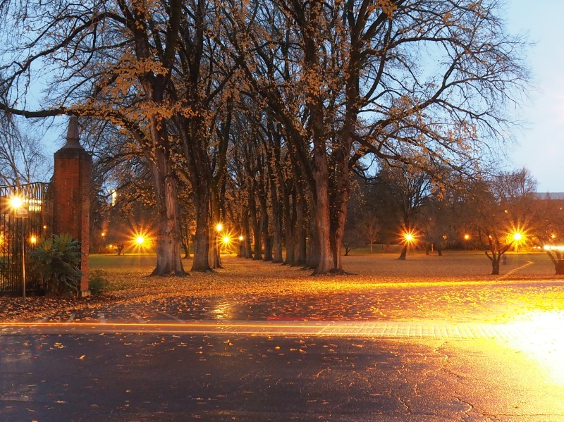 Rows of elm trees, fallen leaves and street lights in twilight