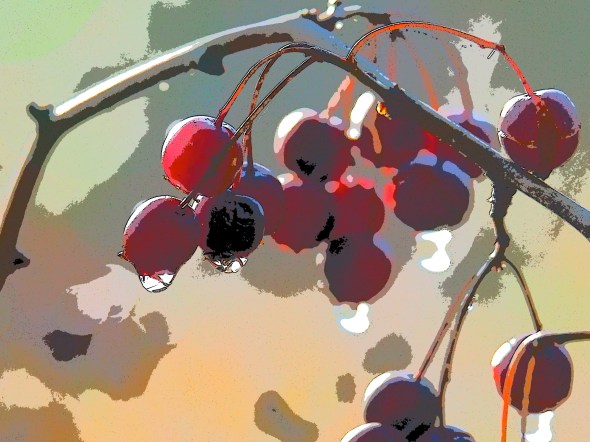 Red berries hanging on a branch