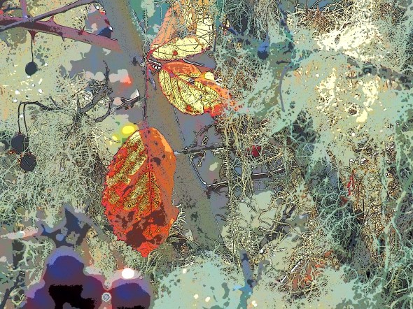 Orange and yellow leaves and light green threads of lichen