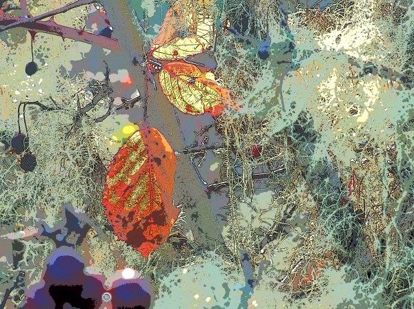 Orange and yellow leaves and light green threads of lichen