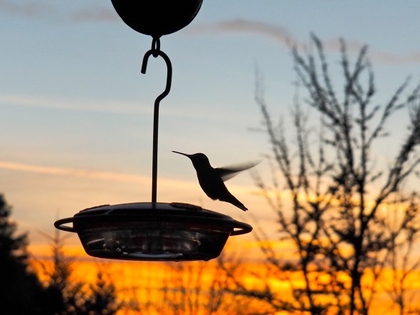 Silhouetted hummingbird hovering at feeder in orange sky of dawn dawn