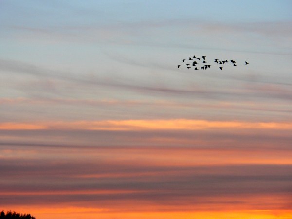 Small flock of Canada geese flying in orange sunset sky