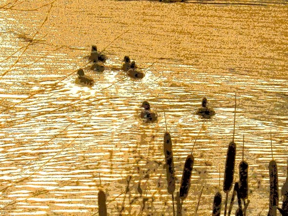 Ducks swimming in golden pond with cattails in foreground
