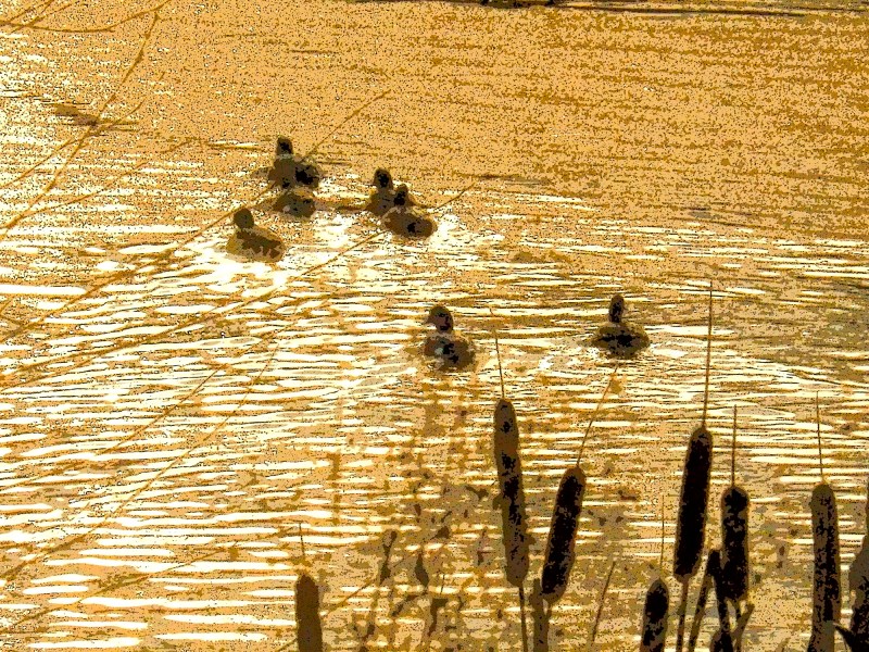 Ducks swimming in golden pond with cattails in foreground