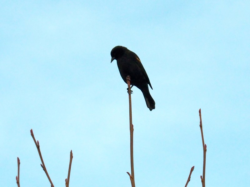 Blackbird silhouetted on small branches