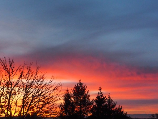 Orange eastern sky and silhouettes of trees