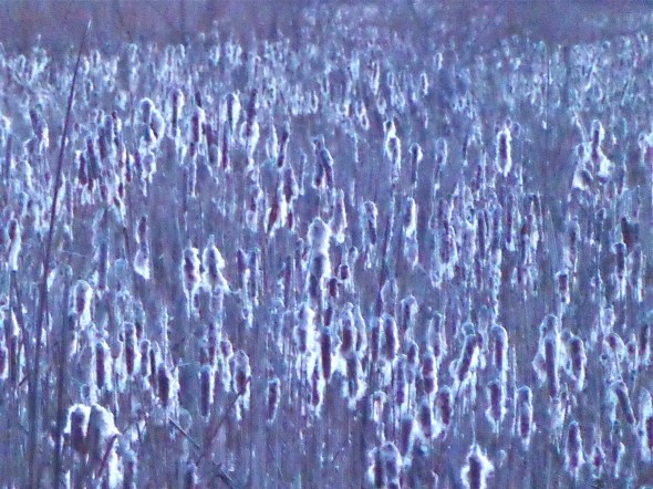 Many cattails glowing in low light of dusk