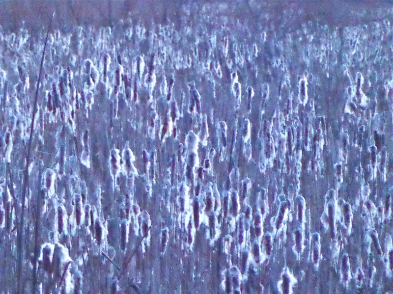 Many cattails glowing in low light of dusk