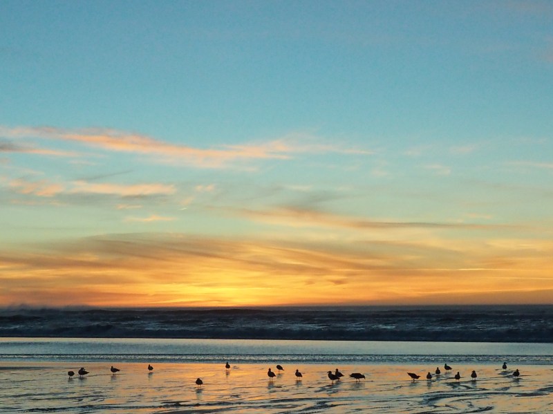 Silhouetted seagulls on beach and orange sunset sky
