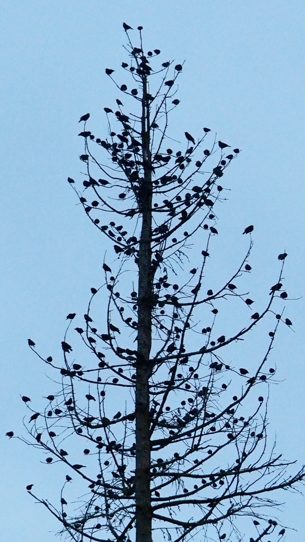 Bare tree full of birds