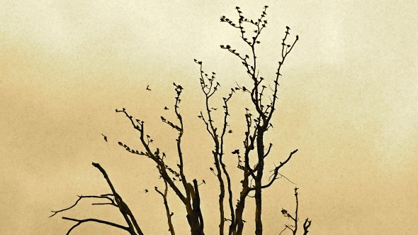 Silhouette of bare tree full of birds and sepia sky