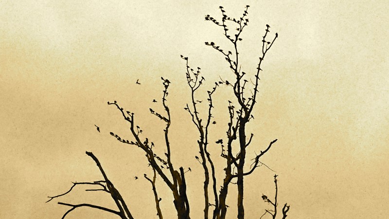 Silhouette of bare tree full of birds and sepia sky