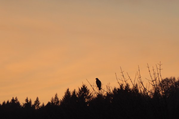 Hawk in silhouette perched in treetop