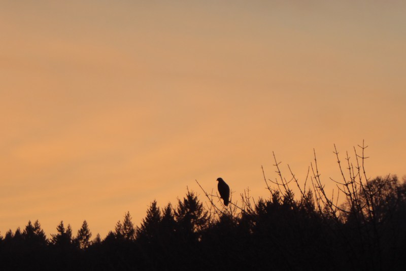 Hawk in silhouette perched in treetop
