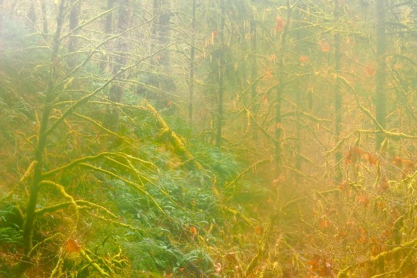 Winter forest with bare trees, conifers and ferns