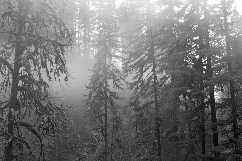 Foggy coniferous forest in black-and-white