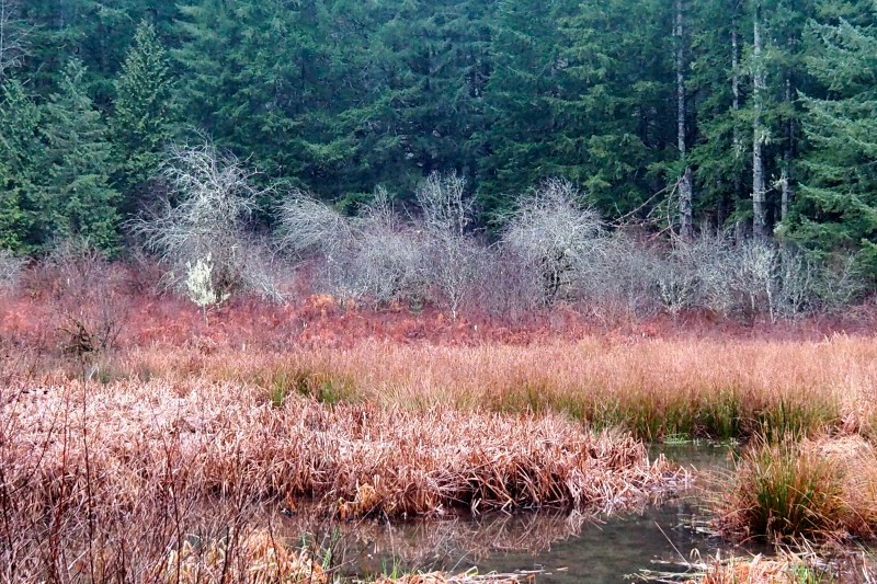 Marsh with small bare trees and large green conifers in background