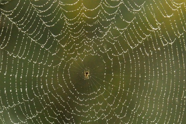 Spider and spiderweb covered with dewdrops