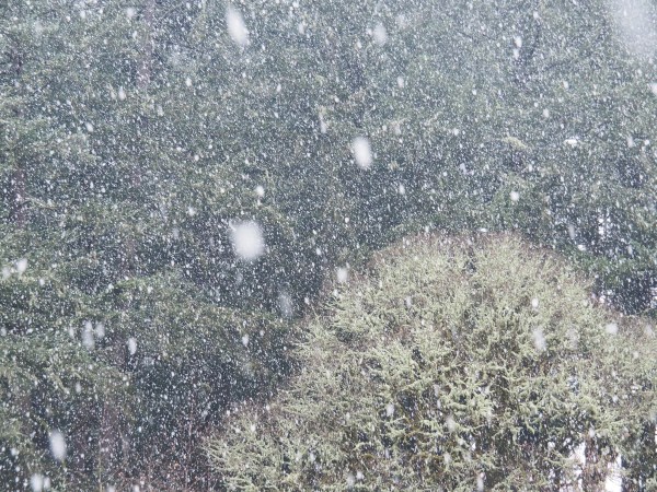 Snow falling in forest