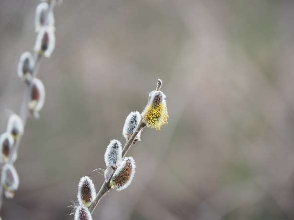 Pussy willows starting to bloom