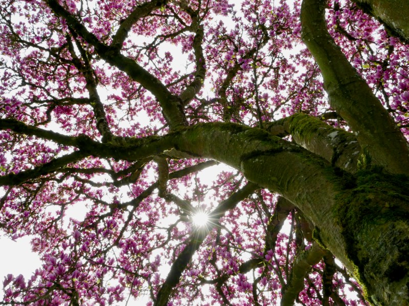 Looking up from the base of a magnolia tree toward the starburst sun, branches and many pink blossoms