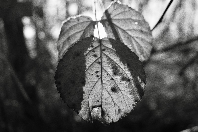 Black & white blackberry leaves