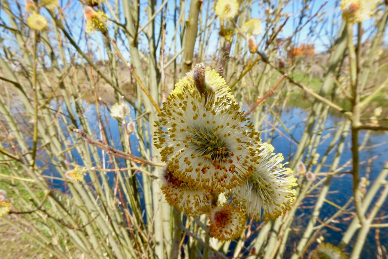 Furry, yellow, orange and white catkins on willow tree