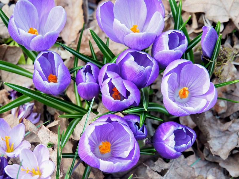 Purple crocuses blooming