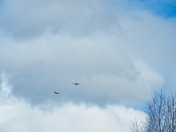 Eagle and airplane flying toward one another