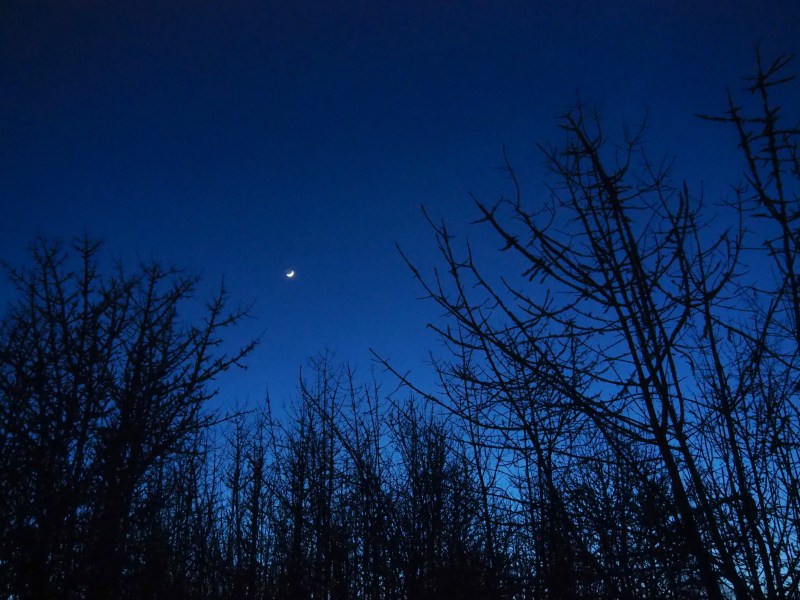Crescent moon and bare trees