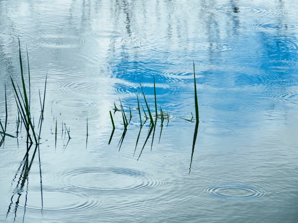 Marsh grasses in wetlands