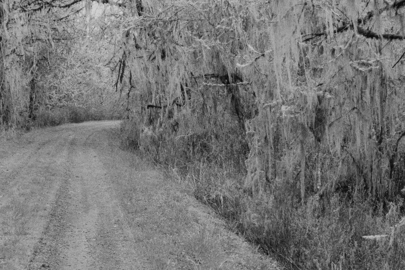 Road through forest draped in lichen