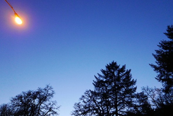 Streetlight and silhouetted trees at dusk
