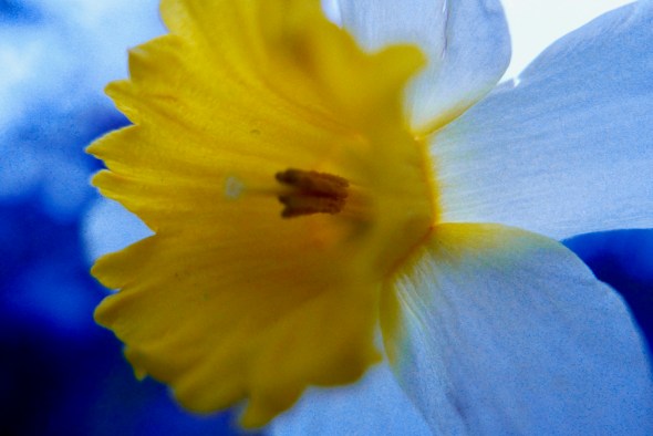 Yellow and white daffodil flower