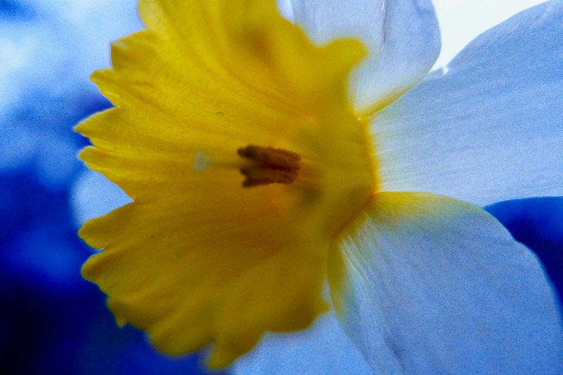 Yellow and white daffodil flower