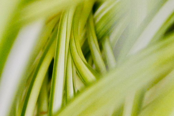 Swirl of green-and-white-striped leaves of spider plant