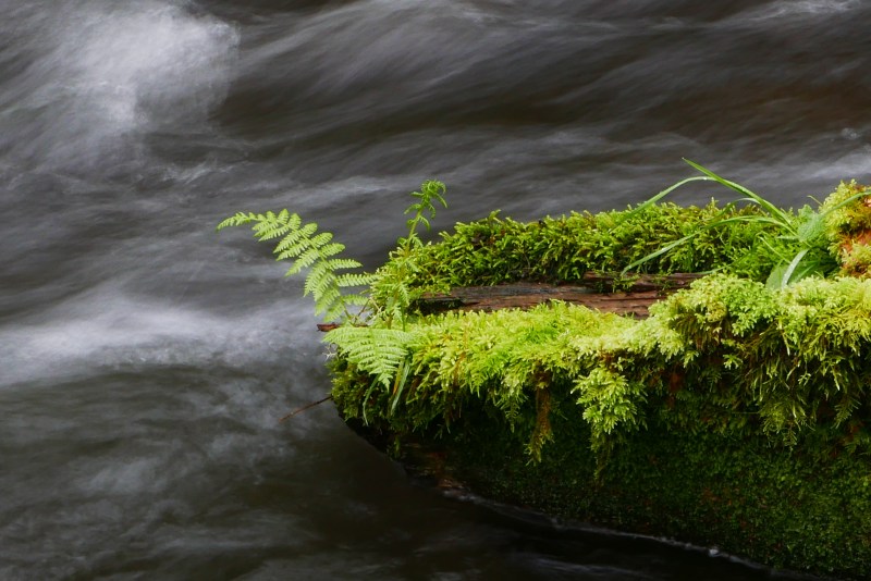 Fern & moss on log in fast-rushing creek