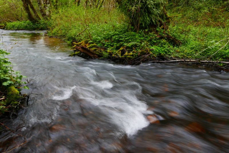 Stream flowing through green forest