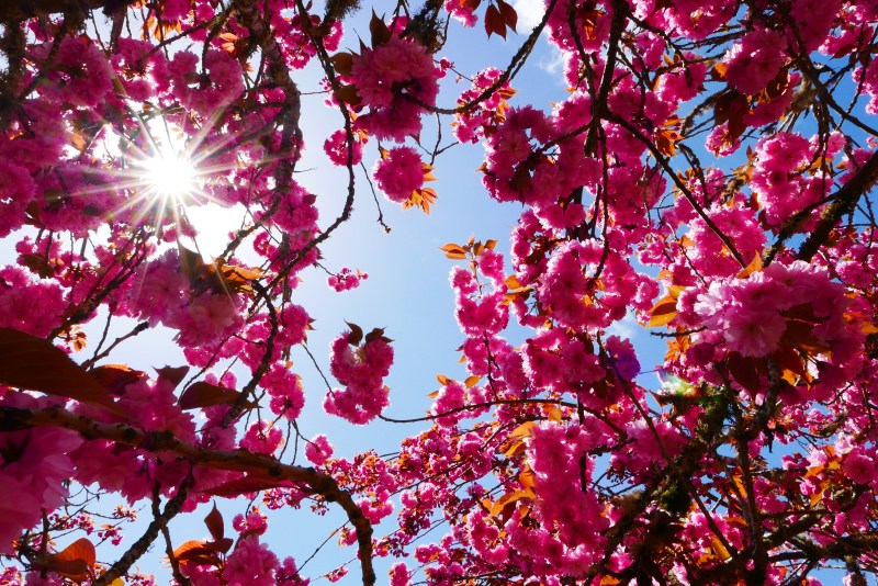 Many pink blossoms and sunburst in sky