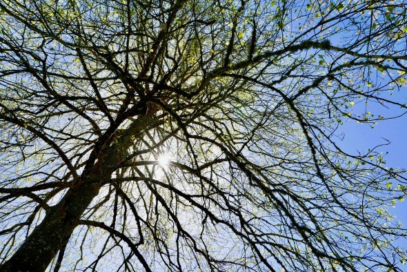 Trunk and branches of poplar tree with green leaves unfurling