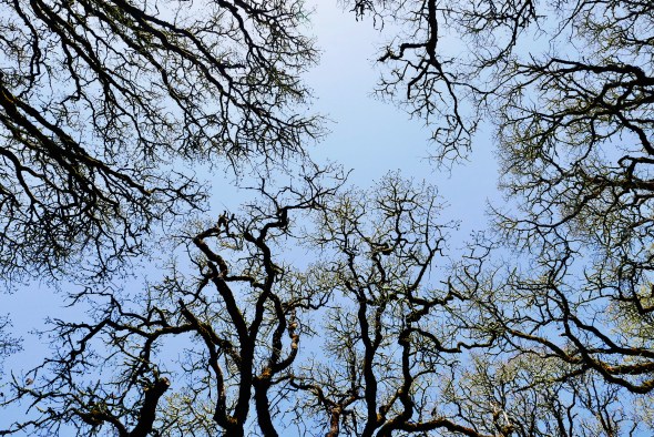 P1020988-Oaks_OSU-CorvallisOR-22Apr2018